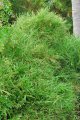 Bambou panaché thaï. GRAMINE. (non-traçant) 3-4m